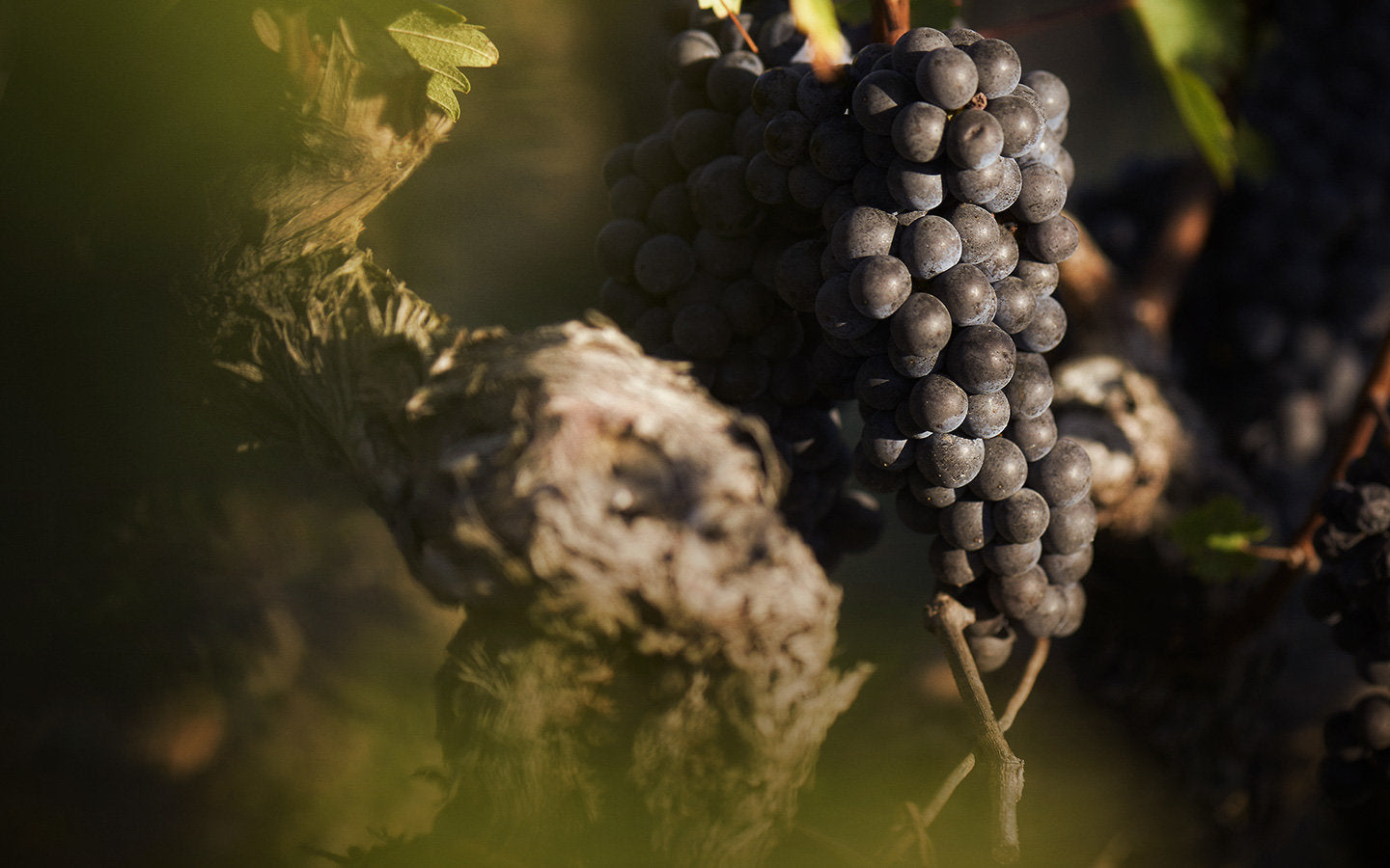 Bordeaux Showcase Ireland
